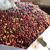 large bin full of freshly picked yellow and red coffee cherries