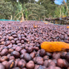 freshly picked dark red coffee cherries drying on a raised coffee bed