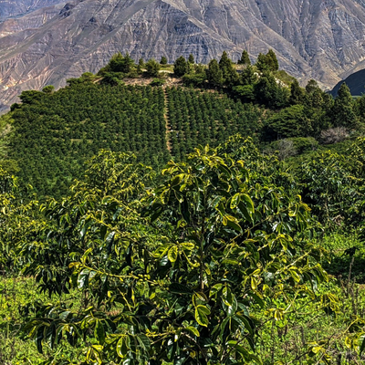 ROASTED NANO LOT - Ecuador Hacienda La Papaya 120HR Anaerobic