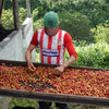 Man sorting through ripe coffee cherries.