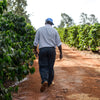 Coffee farmer walking down a dirt path in between tall green coffee shrubs