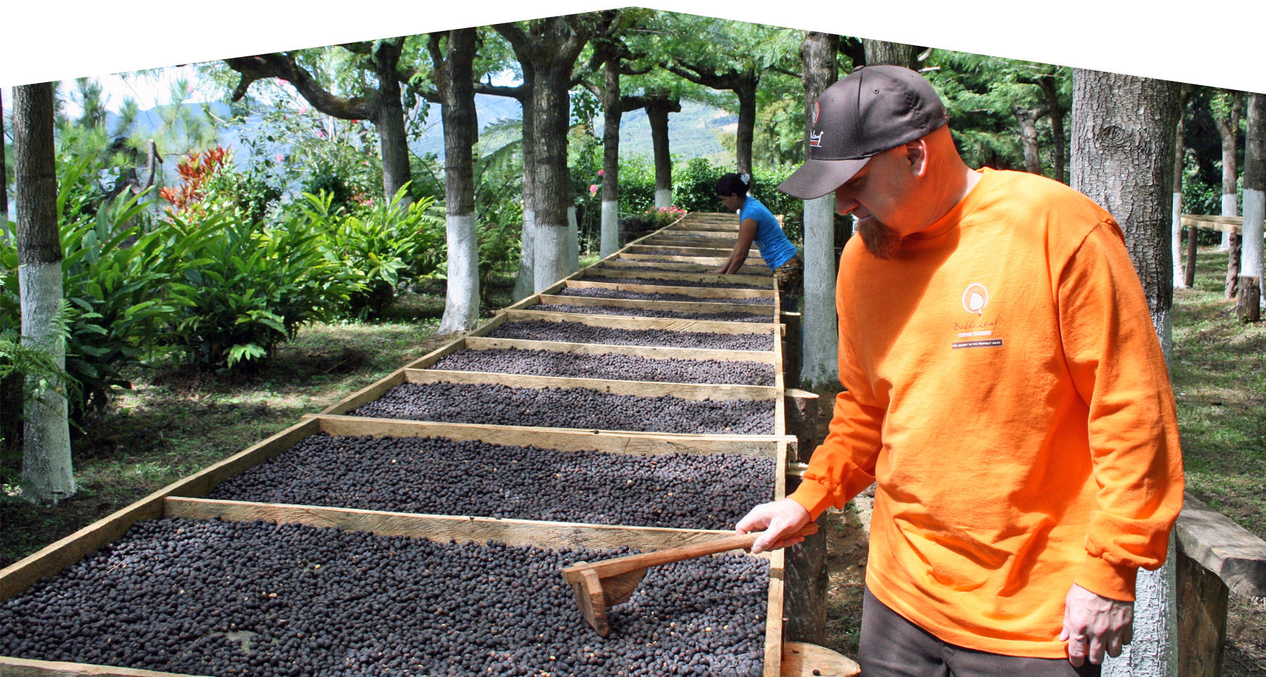 Steve Sims at coffee farm drying bed