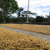 Mexico Organic Decaf Bodhi Leaf Coffee Traders