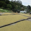 green coffee beans scattered and spread out for drying process in a coffee farm