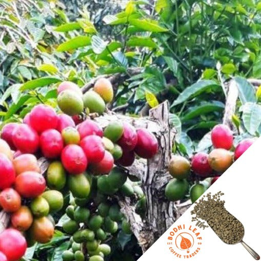 Cluster of red, green and yellow coffee cherries on a big branch surrounded by green leaves.
