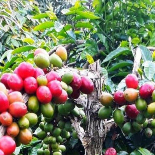 Cluster of red, green, and yellow coffee cherries on a think branch amongs green leaves