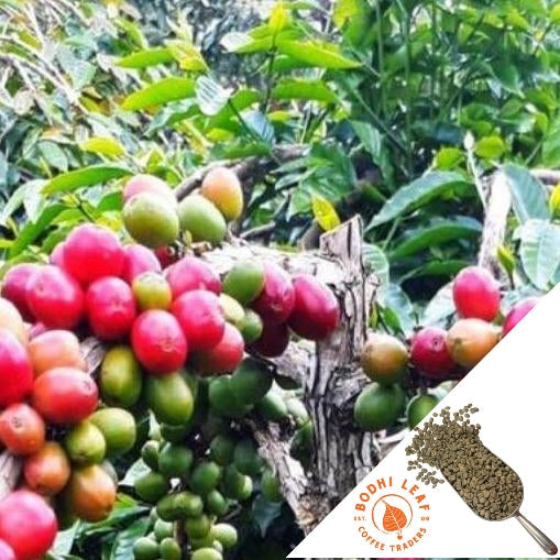 A close-up of red coffee cherries on a tree with a logo of Bodhi Leaf Coffee Trading Company in the foreground.