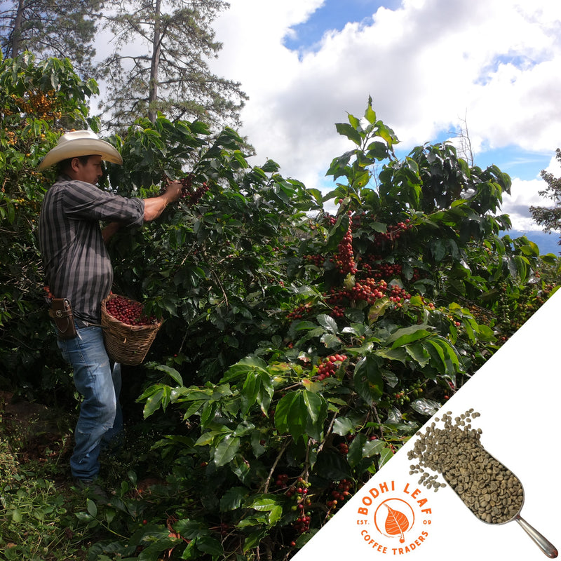 Coffee farmer Jose Justino had picking coffee at his farm