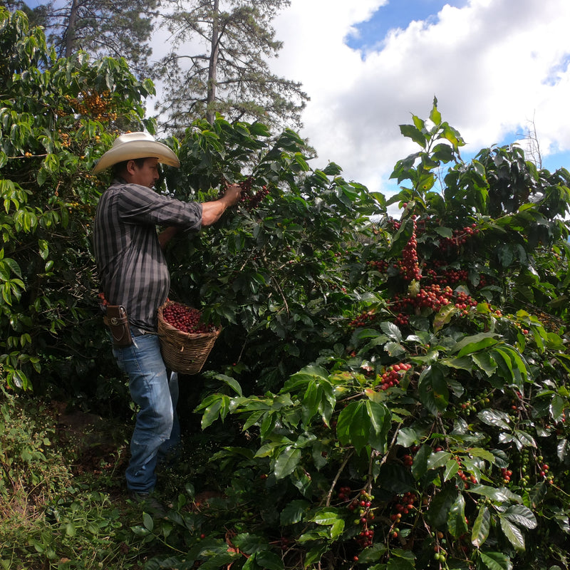 Coffee farmer Jose Justino picking coffee at his farm