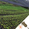 Rows of young green coffee plants