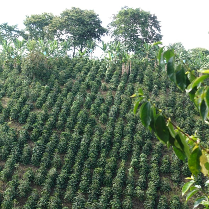 A hillside full of green coffee trees.