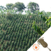 Picture of a hillside full of green coffee trees