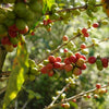 Close up of red and green coffee cherries on a tree