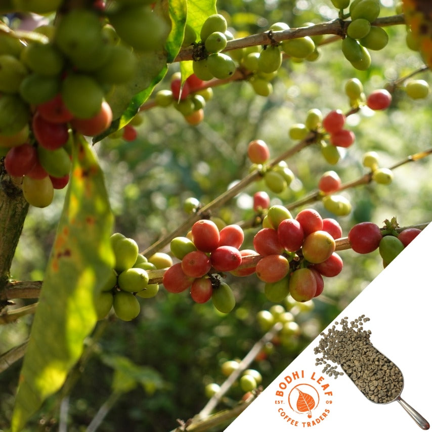 Close up of red & green coffee cherries on tree.