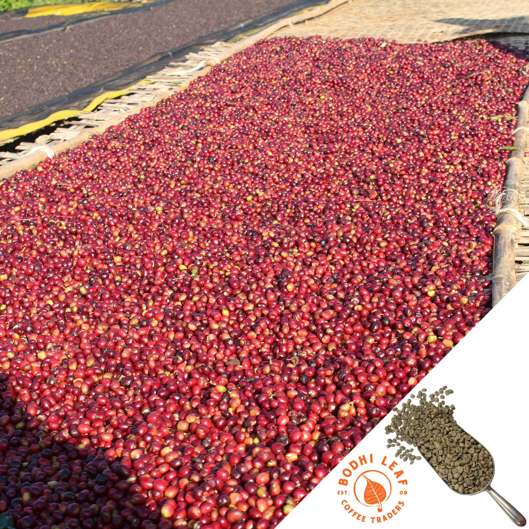 Bed of bright red coffee cherries laying out to dry