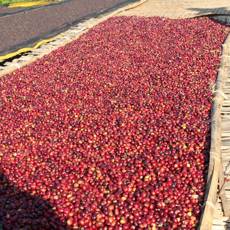 Bed of bright red coffee cherries laying out to dry