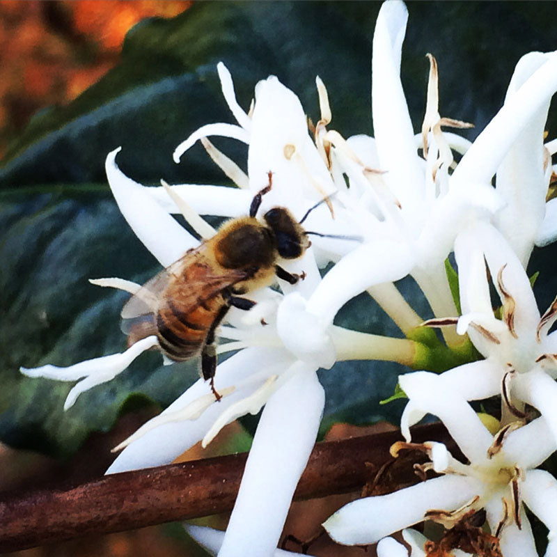 Bee on a white flower with a blurred green background