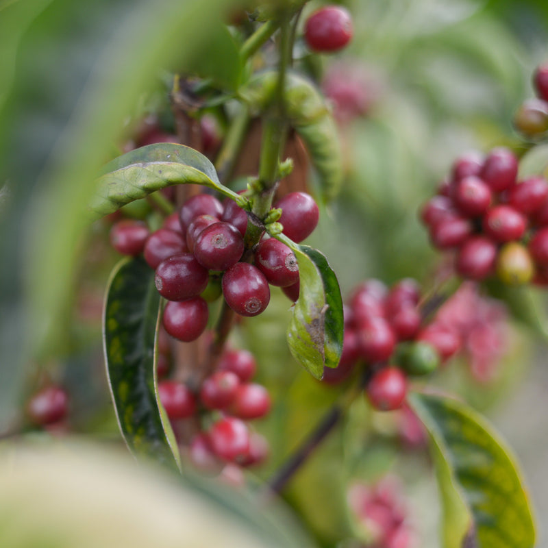 close up picture of red rip coffee cherries on a green coffee plant