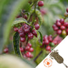 close up picture of ripe coffee cherries on a green coffee plant