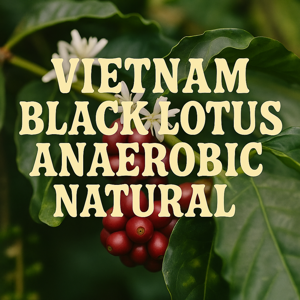 Red coffee berries with green leaves and white flowers, labeled 'Vietnam Black Lotus Anaerobic Natural'.