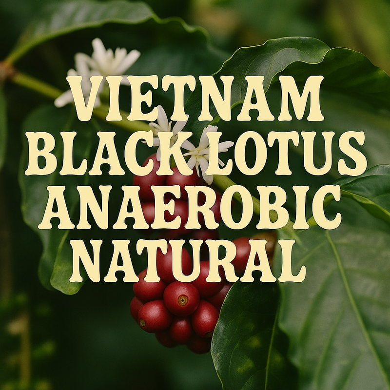 Vietnam Black Lotus Anaerobic Natural - Green