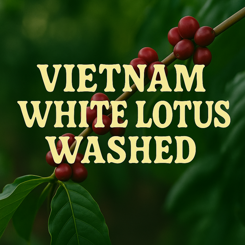 Red coffee cherries on a branch with 'Vietnam White Lotus Washed' text overlay.
