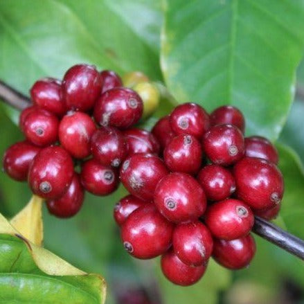 Close-up of red coffee berries on a branch with green leaves.