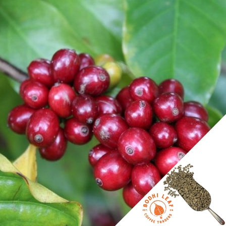 Close-up of red coffee berries on a branch with green leaves.