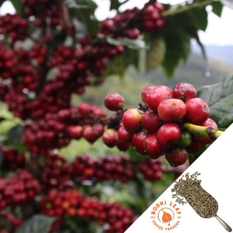 Red ripe coffee cherries