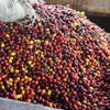 large bin full of yellow and red freshly picked coffee cherries