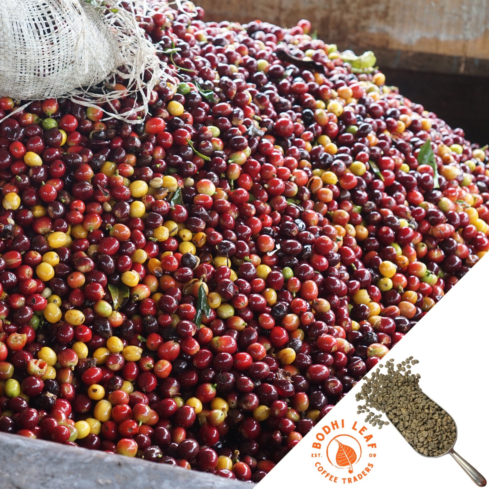 large bin full of freshly picked yellow and red coffee cherries