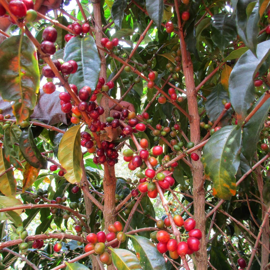 Coffee farmer picking ripe coffee cherries off branch