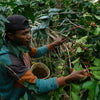 coffee farmer picking red coffee cherries and putting them in a basket