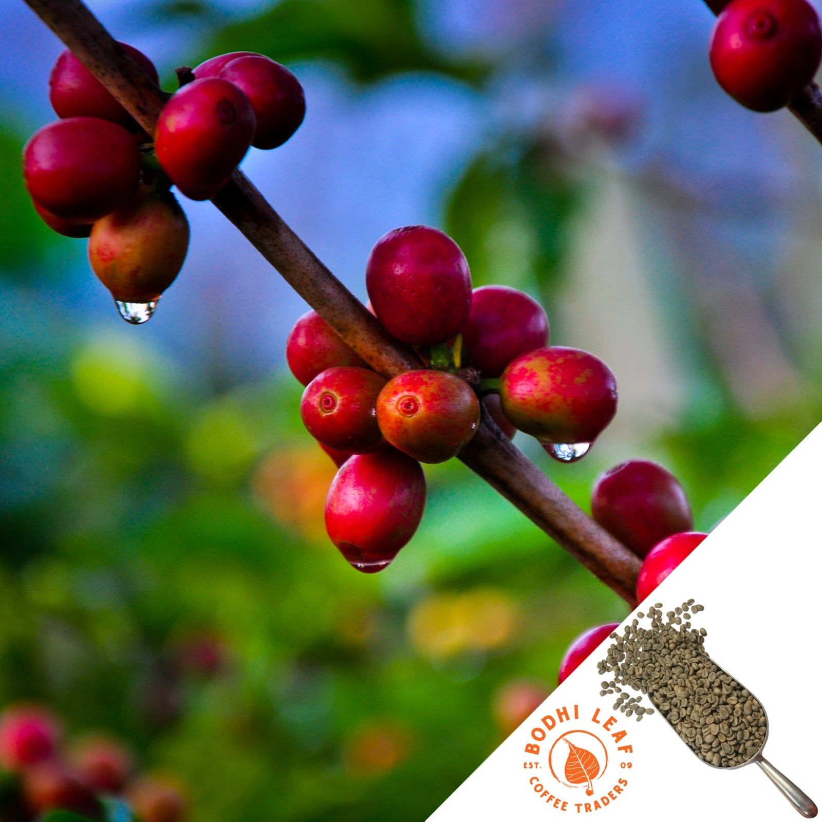 A branch with red coffee cherries and a graphic indicating green coffee processing.