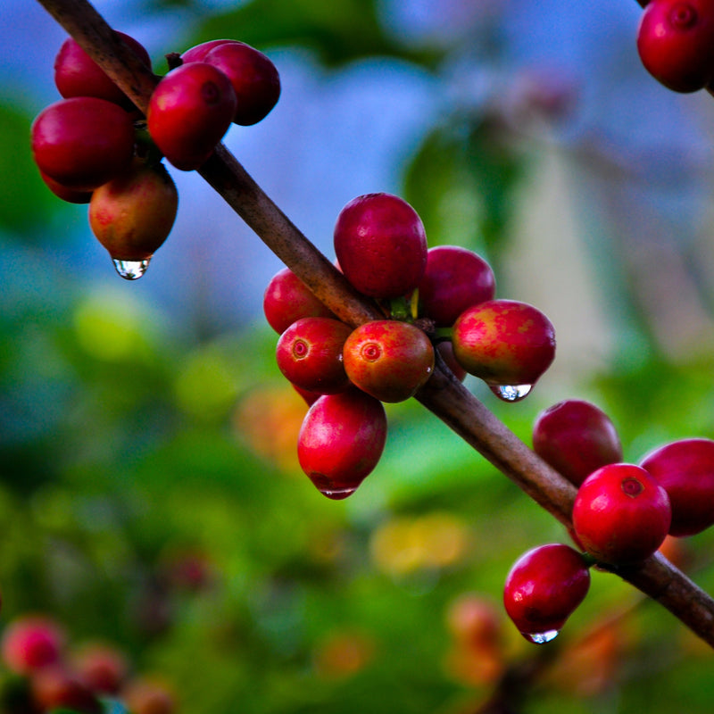 branch of a coffee tree with water drops falling from red ripe coffee cherries