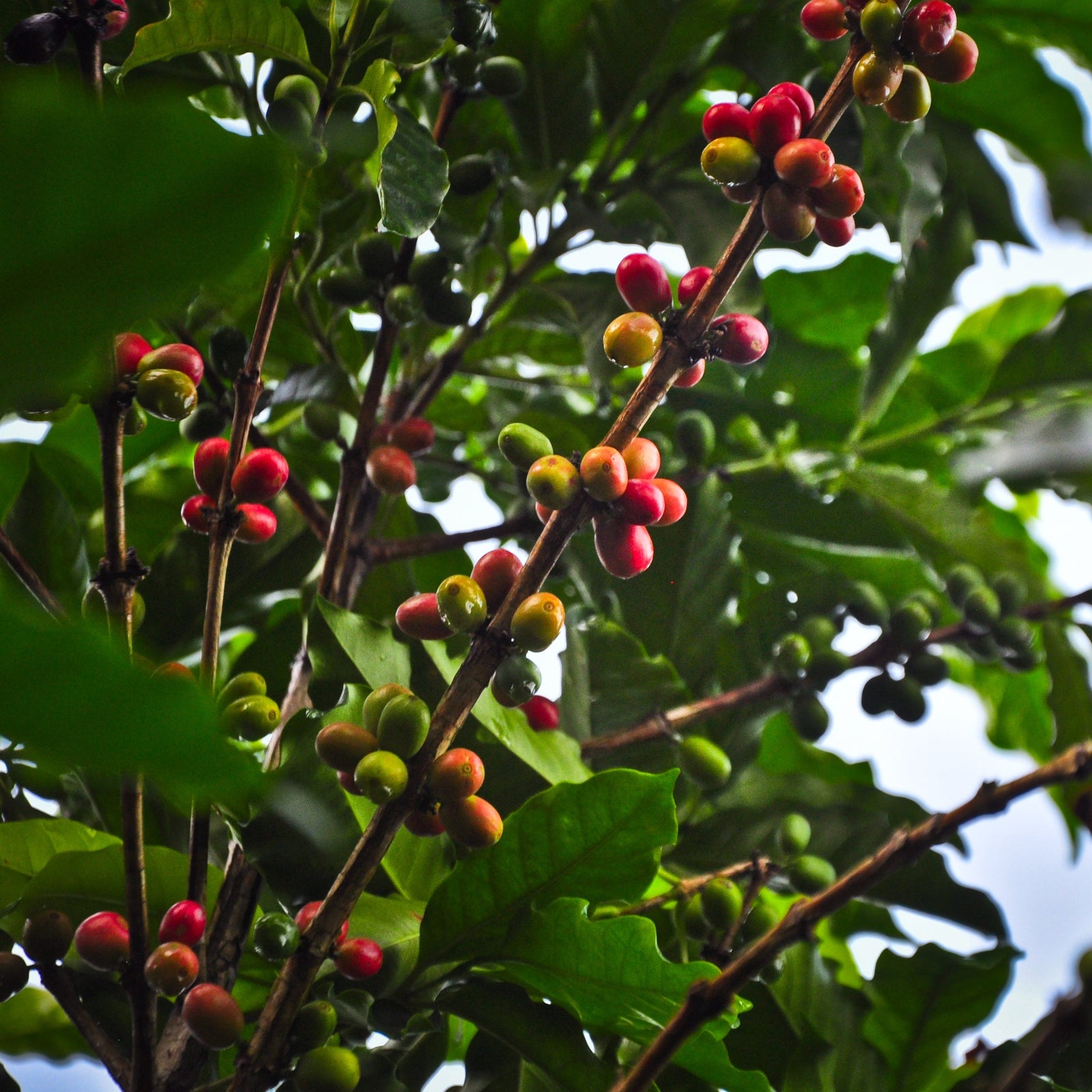 branch of red and green coffee cherries