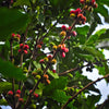 red and green coffee cherries