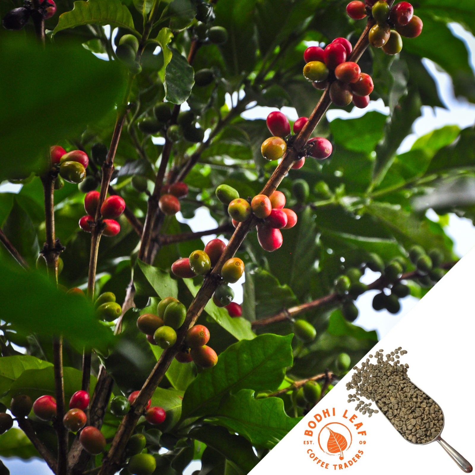 branch of red and green coffee cherries