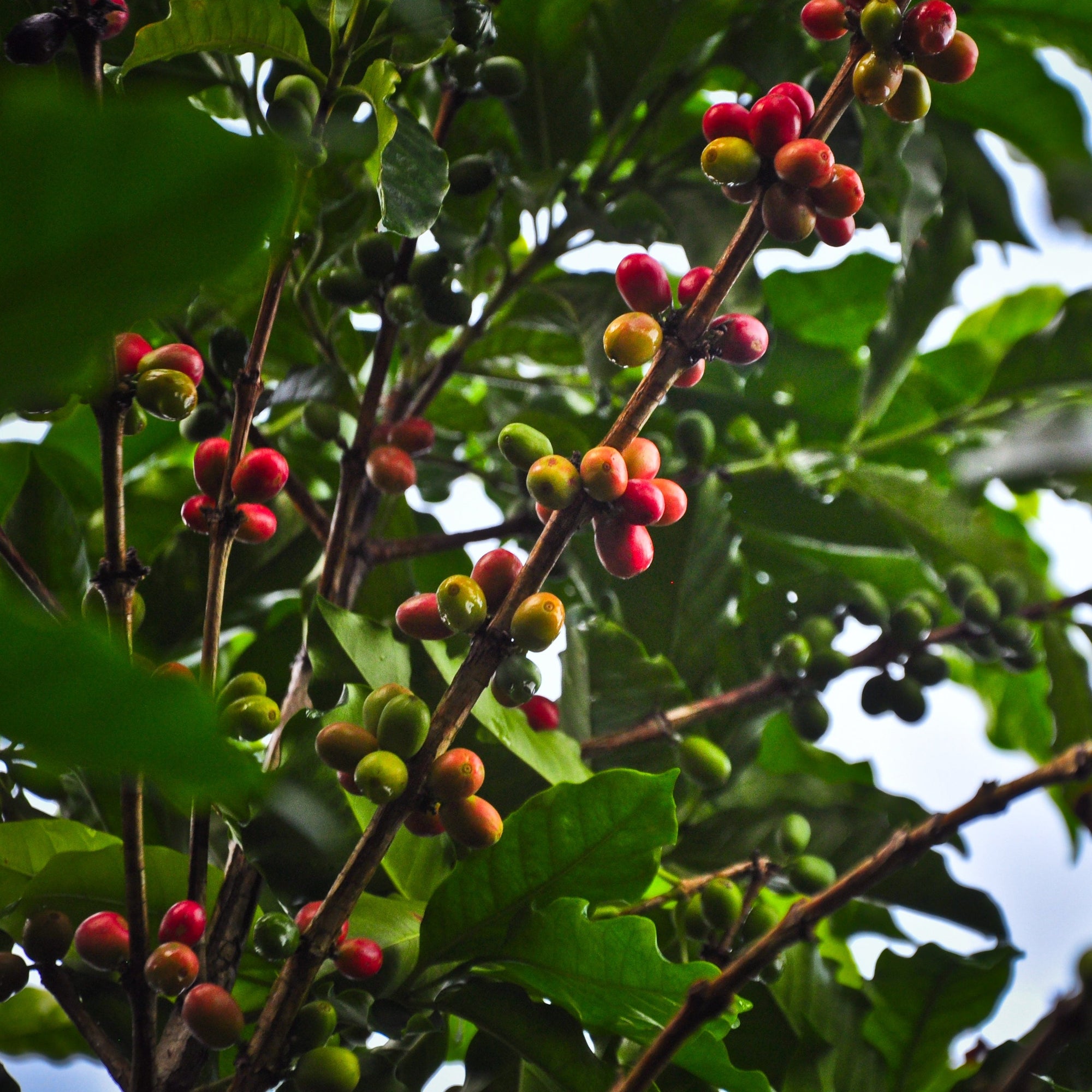 red and green coffee cherries 