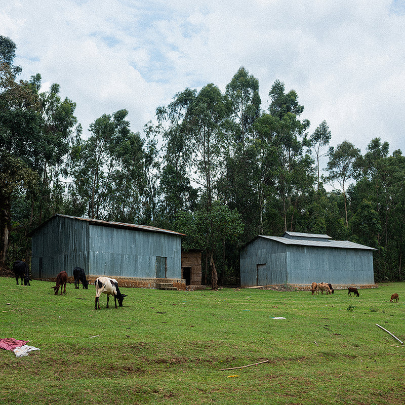 A rural outdoor scene with two blue metal barns on a grassy field, surrounded by tall green trees and several grazing cows under a cloudy sky.