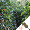 Large green coffee shrubs with bright red coffee cherries