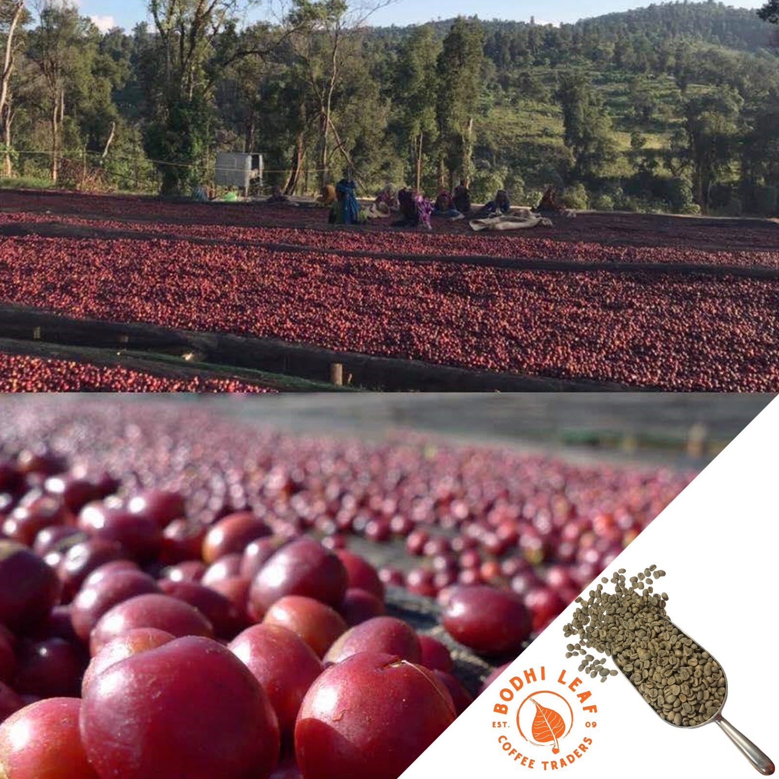 Coffee cherries being dried outdoors with a close-up of coffee beans and Bodi Leaf Coffee Trading logo.