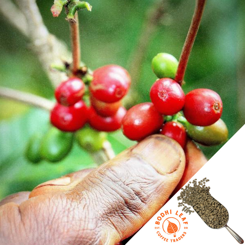 coffee farmer picking a bright red coffee cherry from a branch