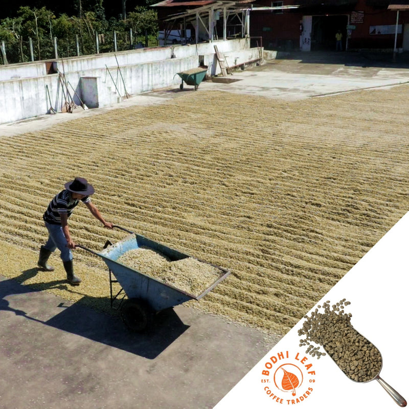 Coffee farmer spreading coffee beans on a large drying pation with a blue wheelbarrow.