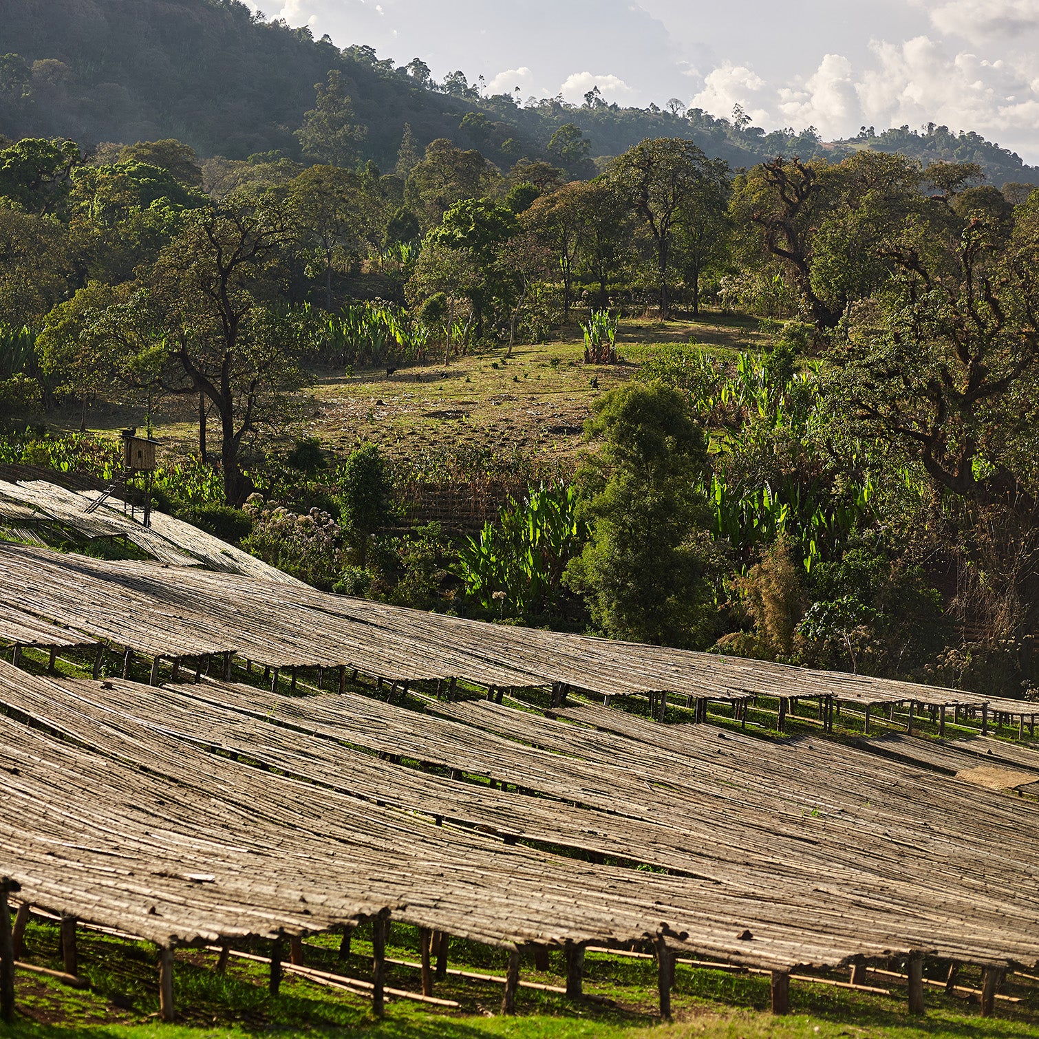 Ethiopia Gori Gesha Double Anaerobic Natural Gr1 - Green