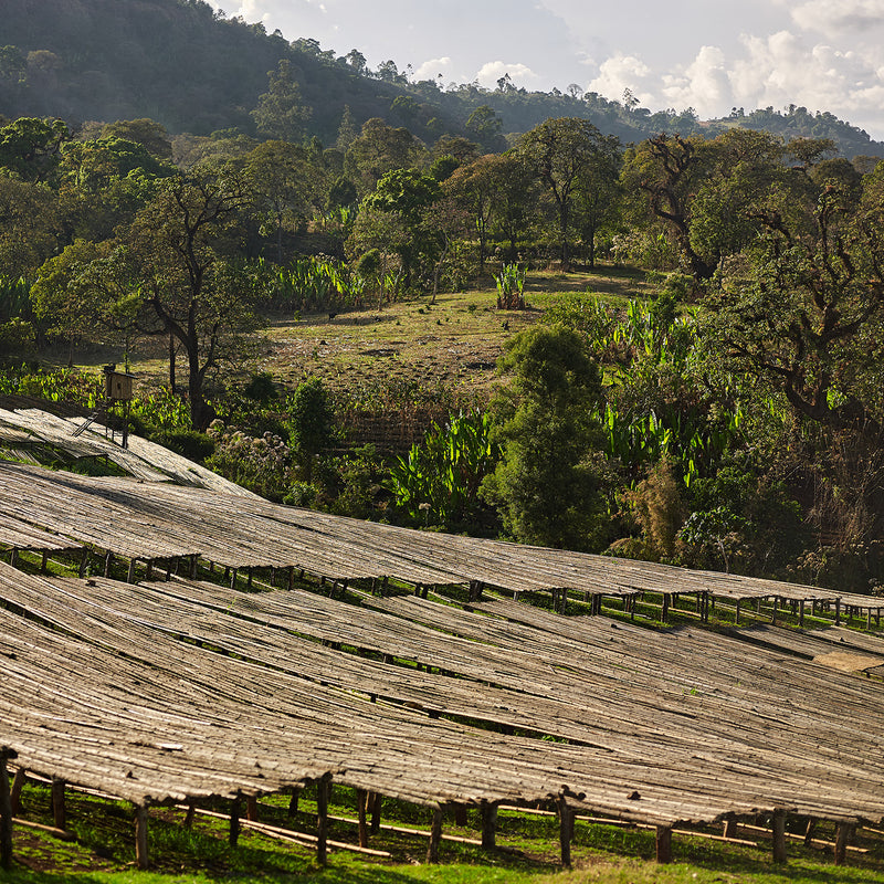 Ethiopia Gori Gesha Double Anaerobic Natural Gr1 - Green