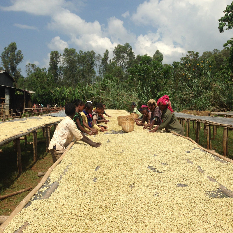 Women and children gathering dried unroasted coffee beans from a long raised drying bed.