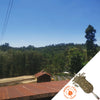 Overview of Kenyan coffee farm with rows of coffee beans on drying beds lined by tall green trees.