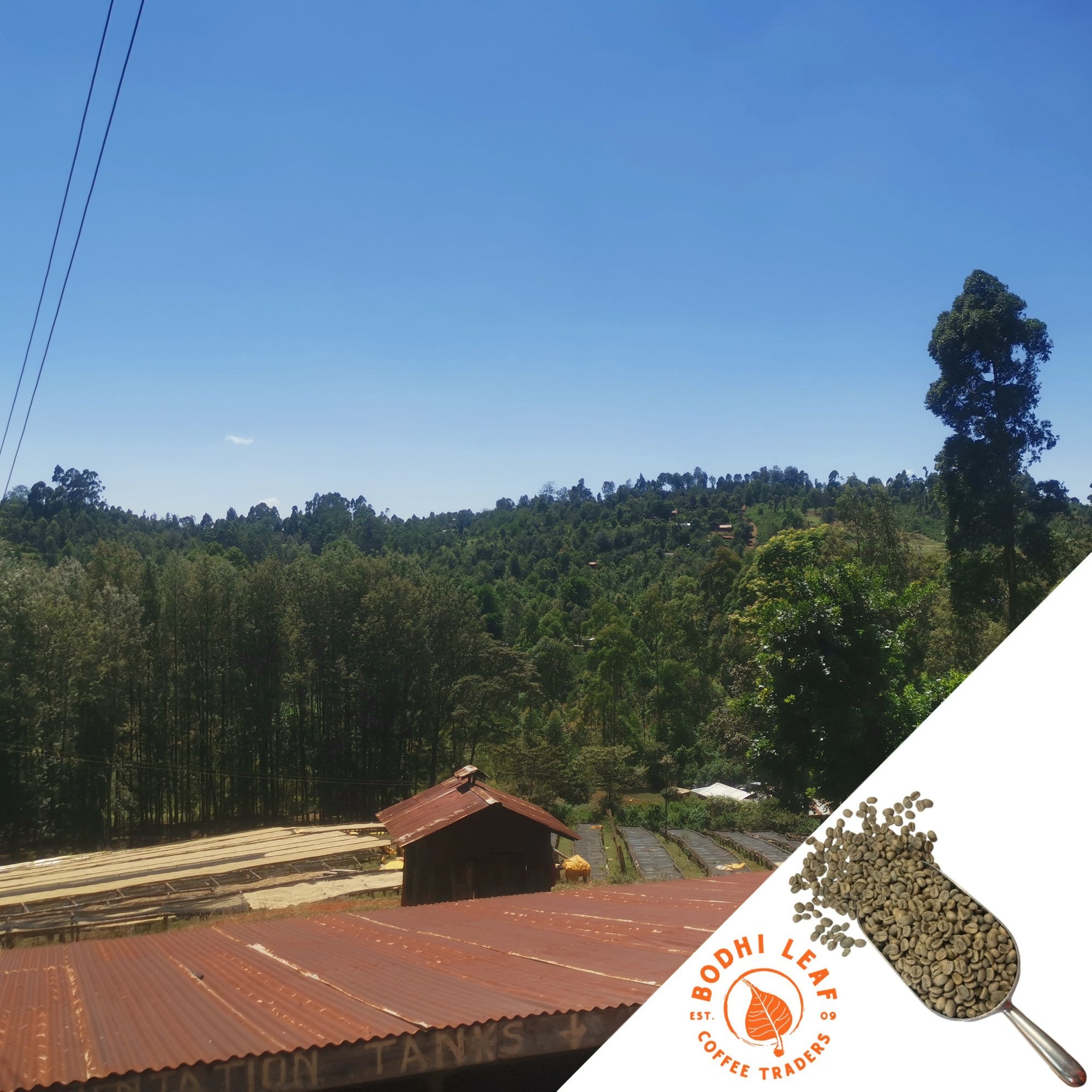 Overview of Kenyan coffee farm with rows of coffee beans on drying beds lined by tall green trees.