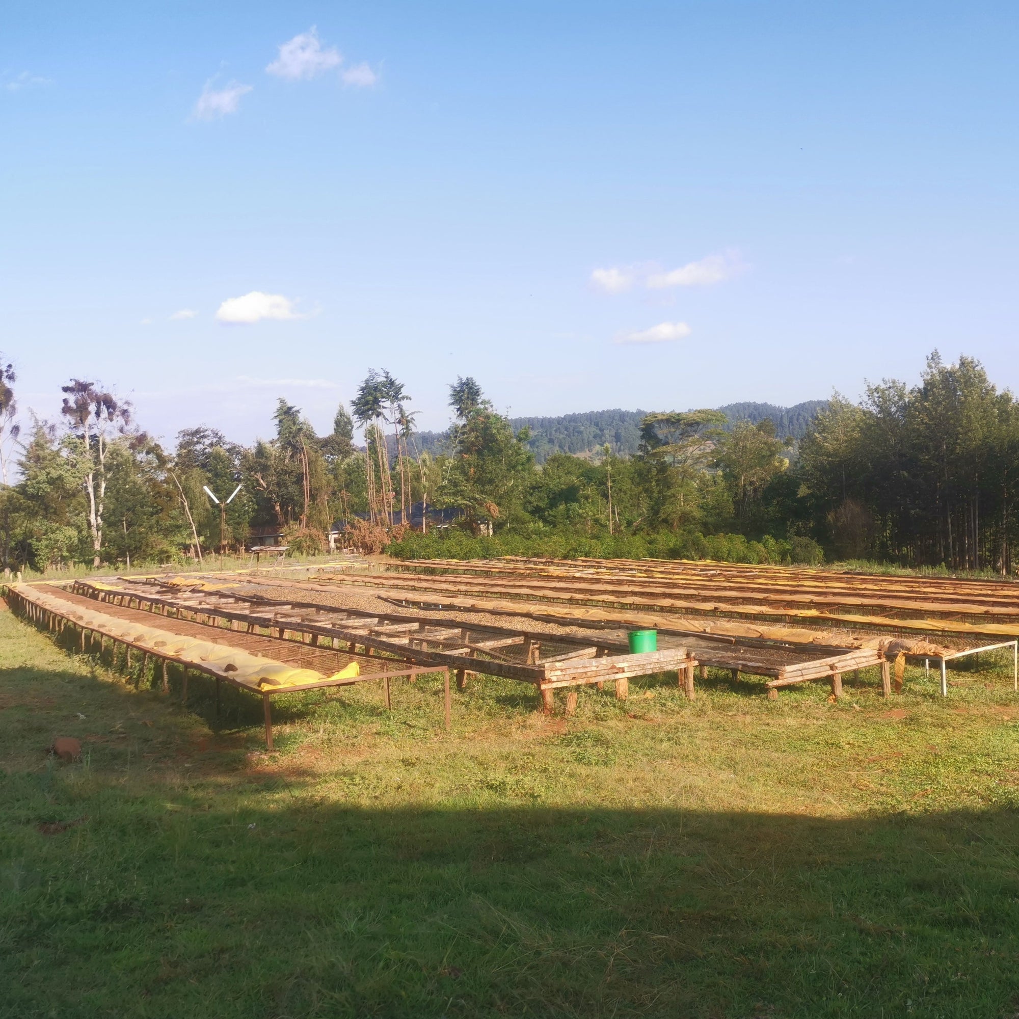 Wooden raised coffee drying beds filled with coffee beans